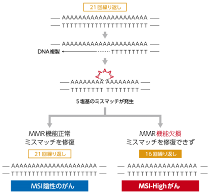 MMR機能欠損とMSI-Highがん