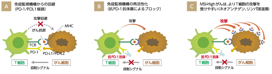 MSI-Highがんに対する抗PD-1抗体薬の作用機序