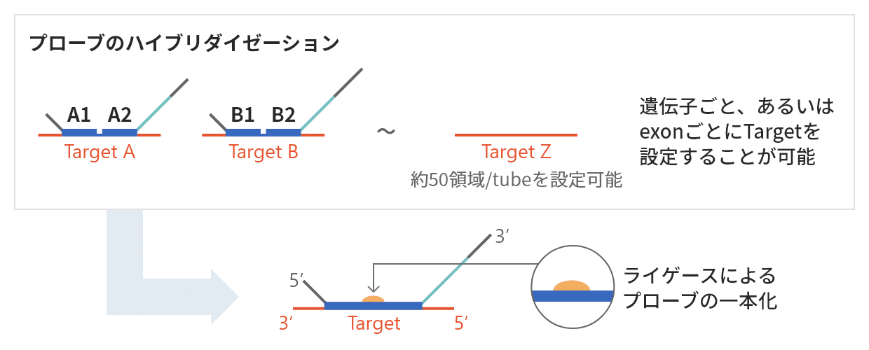 プローブのハイブリダイゼーションとライゲースによる一本化