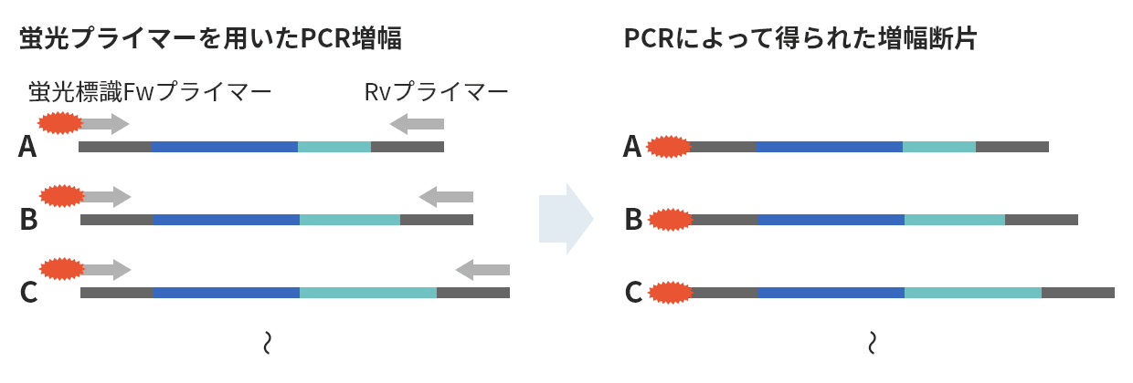 蛍光プライマーを用いたPCR増幅 PCRによって得られた増幅断片